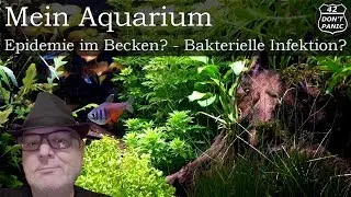 Epidemie im Becken? - Bakterielle Infektion? | Mein Aquarium 63