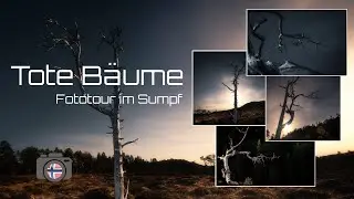 Landschaftsfotografie - Tote Bäume - Unterwegs im Sumpf