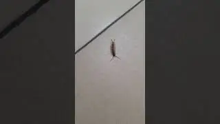 !!! ВНИМАНИЕ!!! Слабонервных не смотреть!!! 
