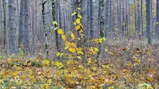 Уходит осень Ноябрь 2020г