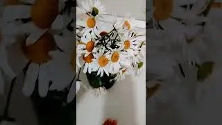 букет ромашек🩷😊