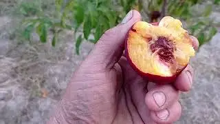 Нектарин на підщепі ,,дикого,,персика.....