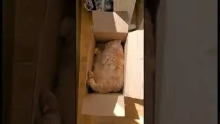 Ce chat a trouver l’endroit idéal pour dormir