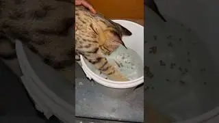 Curious Cat vs. Fishy Friends 🐱🐟 | Epic Encounter! #funnycat #funnyshorts #kitten #shorts