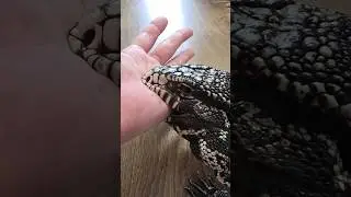 You can't just go out and not give a friendly bite to the hand