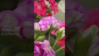 ЕС Императрица Уругвая. Необыкновенно красивый сорт!