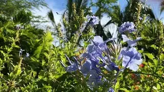 "This Is Always" - Hawaii Montage 4K