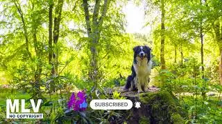 Saxohouse Music: Shiny Day - Liqwyd (No Copyright Music)