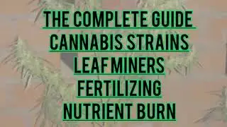 The Complete Guide To Cannabis Strains Fertilizing To Avoid Nutrient Burn and Leaf Miners Treatment