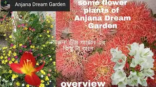 Anjana Dream Garden's overview/Some flower plants of Anjana Dream Garden