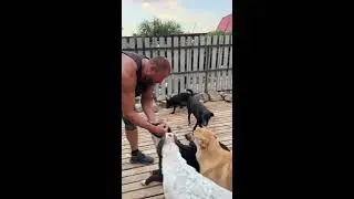 Лана Помощь Бездомным Животным А из моего окна куча хвостиков видна 😂