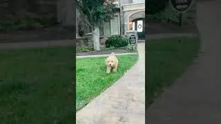 Ninja Puppy!