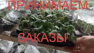 Фиалки .Детки подросли. Готовность к отправке 💯