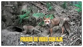 Maternal scene in foxhole (Video test with KJK camera)🦊💖