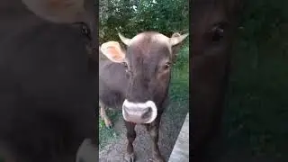 Бык Кофеёк,джерсей.Маленький ,но очень грозный) #деревня #cow #животные #быки #farming #тикток