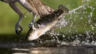 Stunning Osprey Fishing Slow-Mo Show