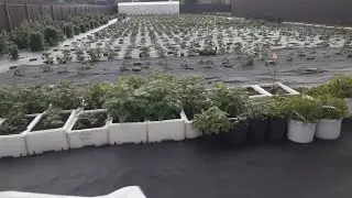 Летние новости из  Ягодного Подворья 2022