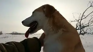 Охота на зайца. Добыли два зайца.