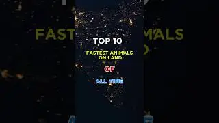 Top 10 fastest animals on land. #puzzlechallenge #quiz #gk #viralshorts2024