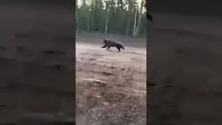 #гуран