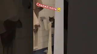 Когда спалил кота😂 #ржака #кот #приколы #shorts