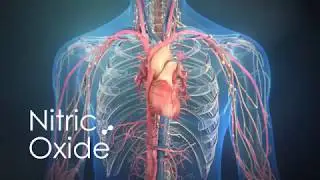What is Nitric Oxide NO and how it works in your body..