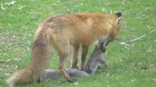 Fox Eats Squirrel - Mother Fox Eating a Squirrel for Lunch