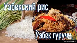 Ош гуручи қандай тайёрланади? Как готовится рис плова? Узбекский плов и рис