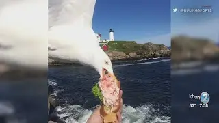 Seagull Photobombs and Steals Woman's Lunch