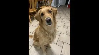 Slow Motion Golden Retriever Playtime!