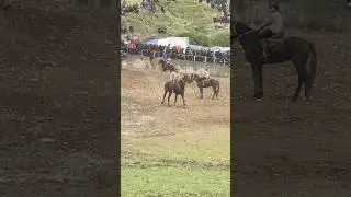 Бузкаши н.Рашт 27.04.2024 Айнос:10.000с Аслиддин човандоз аспи Абунаср Давлатзода н.Восеъ   🐴Шерхан