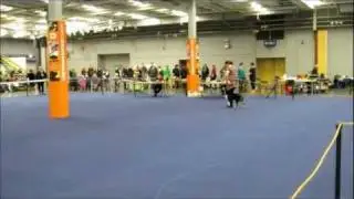 Lovisa & Fendi, Freestyle Klass II, MyDog 2012