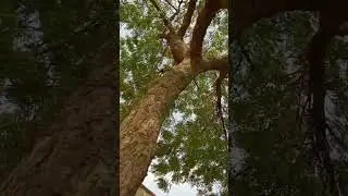 Nature #sky #viral #nature #viralvideo