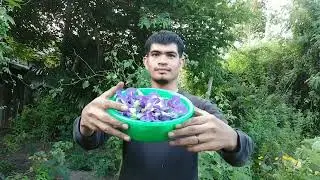 Panen singkong & bunga telang direbus dan dibuat minuman seger