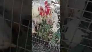 мать приучает детей кушать Пьяная вишня Кристина Орбакайте