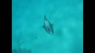 Брачные игры у дельфинов