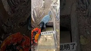 Monkey trap: monkeys entering a trap