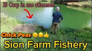 19 Carp in one afternoon and I lost 4 using Chick Peas 🤫🤫(Sion Farm Fishery Kidderminster)😉😀