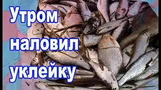Утром наловил уклейки