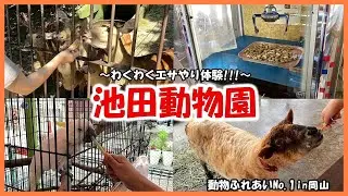 【池田動物園】動物ふれあいNo 1in岡山～ほどよくふれあえる～