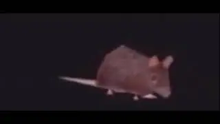 horizontally spinning rat 1 hour