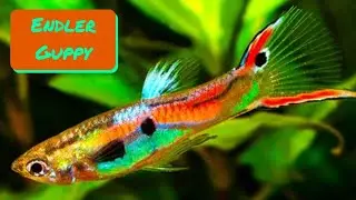 Endler Guppy - Profile and Care Guide