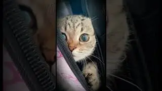 Cats highlights #catstagram #funny #cat #funnypets #catlover #funnyanimals #kitty #2024 #catlover