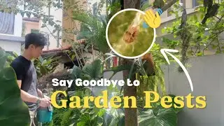 Say Goodbye To Garden Pests | How to Effectively Eliminate Pests in Natural Way