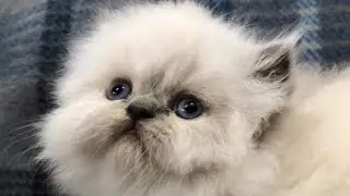 My new kitten Lala persian cat plays with her family