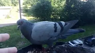 Голубь Фира меня бьёт !!!