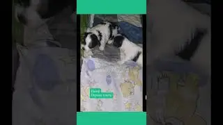 Биверятки любимые ♡Растут мальчишки): ★ нам 3 недельки ★#бивер #бивера_щенки #puppy  #ШансПрованс