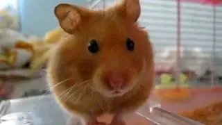 Frozen hamster