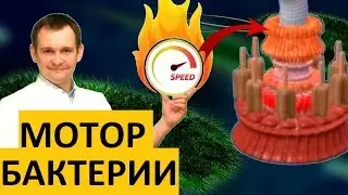 ЖГУТИКОВЫЙ ДВИГАТЕЛЬ БАКТЕРИИ. Полный обзор наномотора. ТЕХНОЛОГИИ В ПРИРОДЕ.