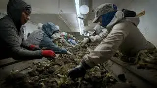 Tulelake Farm Grows Healthy Soil for the Fifth Generation - Seus Family Farms